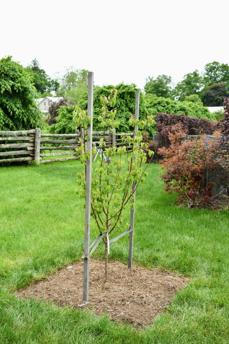 Fruit Trees from Windy Hill Farm - The Martha Stewart Blog