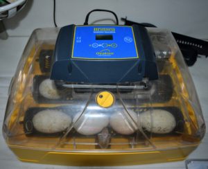 I also have this older, smaller model Brinsea, which has three egg carriers. It holds less eggs, but also automatically turns them and keeps the temperature and humidity regulated.