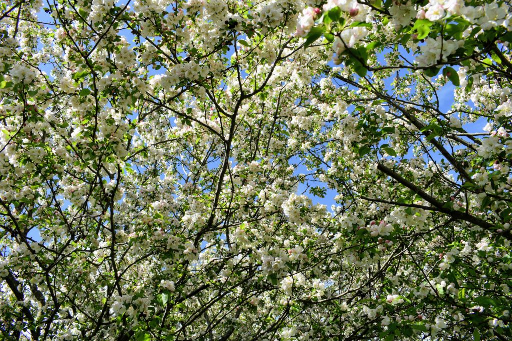 My Gardens in May - The Martha Stewart Blog