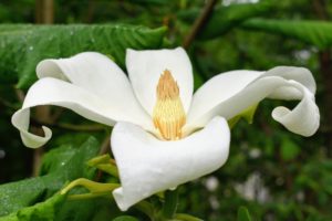 I also have several magnolias - look at this beautiful magnolia bloom. Magnolias are prized for their flowers and forms and produce large fragrant flowers that are white, pink, red, purple or yellow.