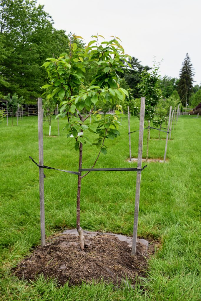 Fruit Trees from Windy Hill Farm - The Martha Stewart Blog