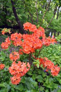 In general, most azaleas prefer partial sun or filtered shade beneath tall trees. This location offers a wonderful environment for these plants - I am excited to see them flourish.