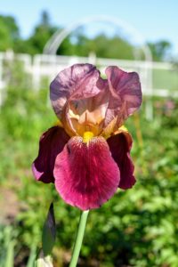 In my flower cutting garden, beautiful irises are popping up everywhere. Iris is a genus of 260 to 300 species of flowering plants with showy flowers. It takes its name from the Greek word for a rainbow, which is also the name for the Greek goddess of the rainbow, Iris.