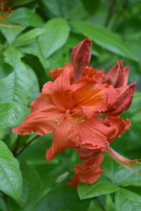 Here is a deep orange colored azalea - so pretty against the bold green of its foliage.