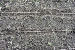 Again, the onion seedlings are placed along the twine about four inches apart.