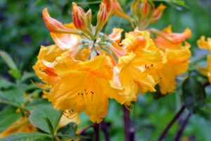 These flowers are about two inches in diameter, bright yellow, and perfumed. These azaleas also grow in trusses of five to sometimes 25 altogether.