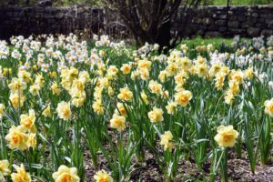 These daffodils are flourishing in a bed near my main greenhouse - we just planted these beauties last fall.