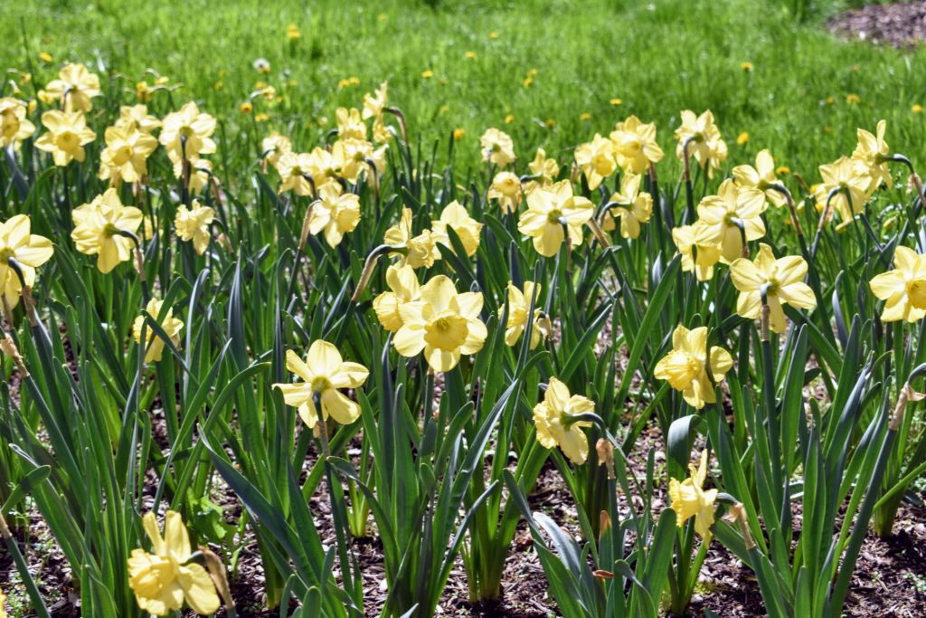 Gorgeous Martha Stewart Planting Daffodils Abstract Illustration Gorgeous Martha Stewart Planting Daffodils Abstract Illustration