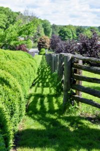 The antique Canadian white spruce fencing around the paddocks has held up wonderfully over the years. I love the shadows it casts in the morning light.