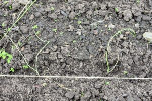 Onions grow best when the soil pH ranges between 6.0 and 6.8.