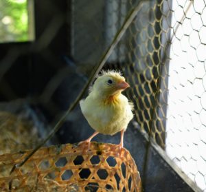 Here is one of the babies already flying around the cage. Healthy and well-cared for canaries can live at least 10 to 12 years.