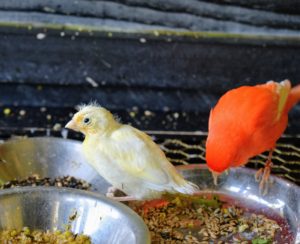 Every morning, the birds are given a fresh buffet of seeds, leafy greens, and fruits. The birds rush to their bowls right away. This baby is old enough to feast on its own. Seed blends are designed to support the birds’ seasonal needs with a wide range of micronutrients for resting, breeding and molting seasons.