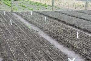 Here are our onion beds fully planted. On this day, we also got some good rain, so everything was well watered. It is best to rotate onion crops. Last year, we planted our onions across the footpath from this section.