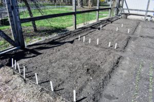 My granddaughter, Jude, planted the first beds of the season - lettuce, spinach, Swiss chard, radishes, etc. She and I worked very hard - she loves to garden and is an excellent gardener.