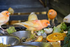 These birds relish a fresh diet. When hatched, canaries are pale yellow-peach or orange. As they grow, they develop more red coloring from the beta carotene in their foods. On this canary, you can see three pretty color shades - peach, red and orange.