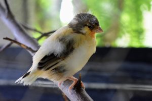 Here is another baby bird - its color combinations are so beautiful.