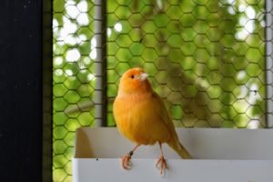 If you choose to keep canaries, be sure to get the largest cage your budget allows, so they have ample room to exercise, spread their wings and perch on different levels and surfaces.