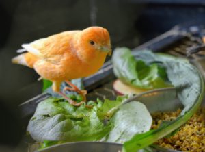 A canary’s metabolism is very fast, so it’s important to be observant of their eating needs and habits. Many of the greens come from my gardens - picked fresh every day.
