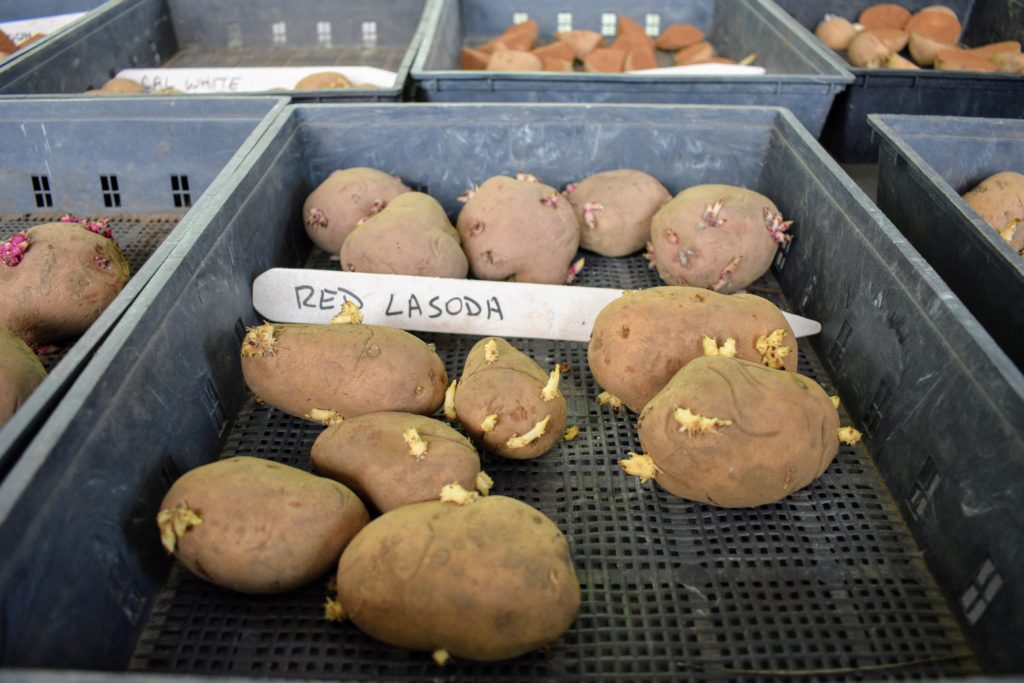 Planting Potatoes The Martha Stewart Blog
