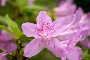 Azalea petal shapes vary greatly. They range from narrow to triangular to overlapping rounded petals. They can also be flat, wavy or ruffled.