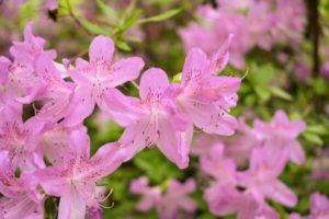 Azaleas thrive in moist, well-drained soils high in organic matter. Morning sun and afternoon shade are ideal.