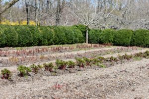 In early April, most of the herbaceous peonies begin emerging from the ground.