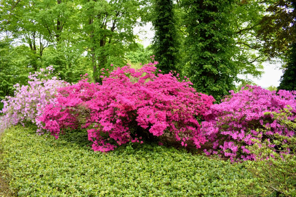 Flowering Azaleas at My Farm - The Martha Stewart Blog