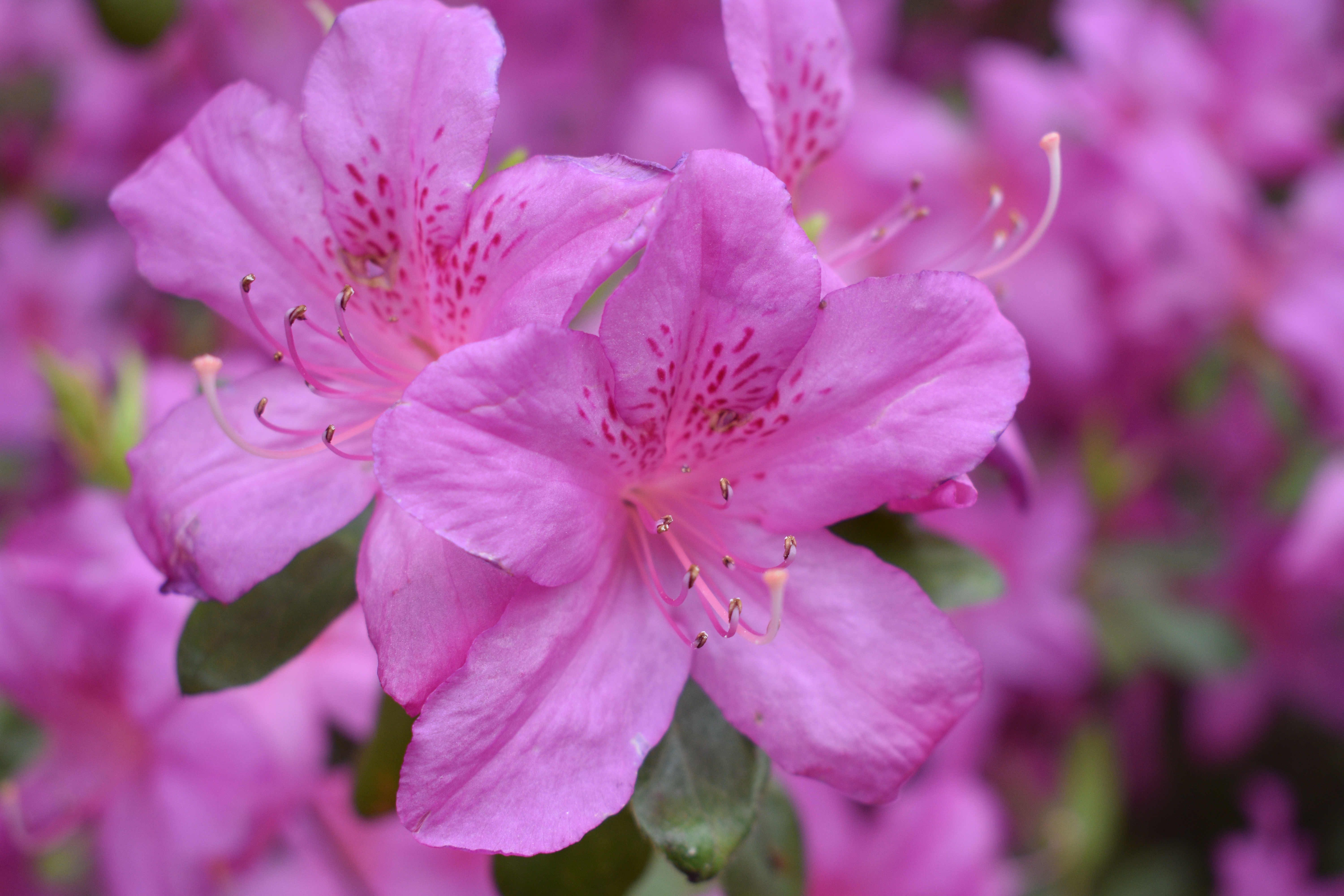 The Martha Stewart Blog : Blog Archive : Flowering Azaleas ...