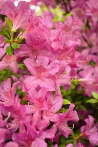 The best time to shop for azaleas is when they are in bloom so you can see their flower colors and forms. Buy plants that are sturdy, well-branched and free of insect damage or diseases. And, avoid plants with weak, spindling growth and poor root systems.