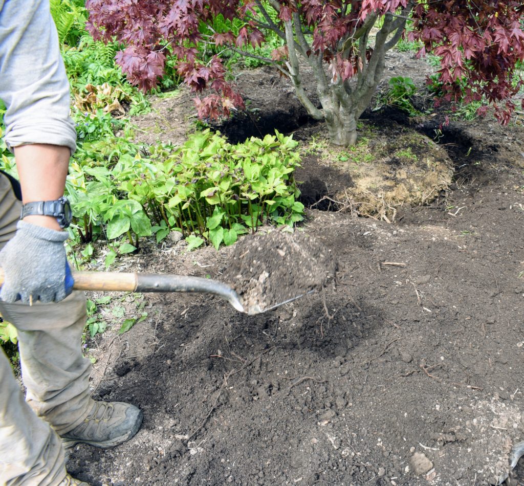 Planting Trees in the Shade Garden - The Martha Stewart Blog