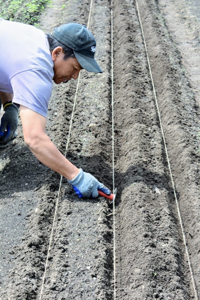 Planting Potatoes - The Martha Stewart Blog