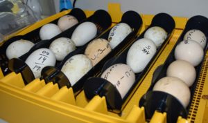 While the eggs incubate, they are automatically turned once a day, 45-degrees each way, back and forth during the storage period. Insufficient turning can cause poor growth.