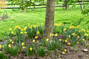 These buttercup yellow daffodils encircle the tree pits along the carriage road down to my stable.