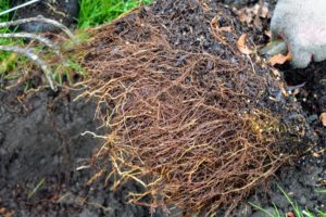 The root system is shallow with large roots spreading out in all directions. These roots are very healthy.