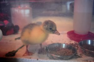 Once hatched and dry, the gosling is moved to this large bin under an essential heat lamp on another counter. Here, it has plenty of food and lots of fresh water that is changed several times a day.