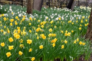 And across the same road, begins the great daffodil border broken up into various groupings – different varieties, different shapes and sizes and different blooming times. This provides a longer splash of color. There are about 35 to 40 varieties planted in the daffodil border.