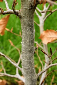 European beech trees are known for the smooth silvery gray bark.
