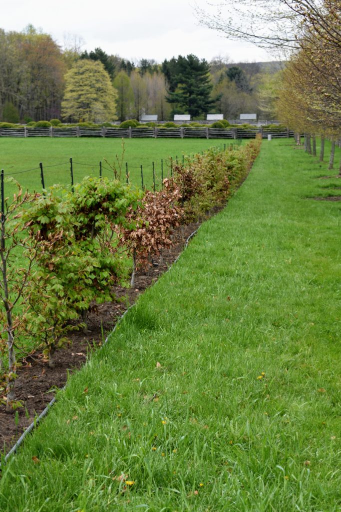 Planting European Beech Trees - The Martha Stewart Blog