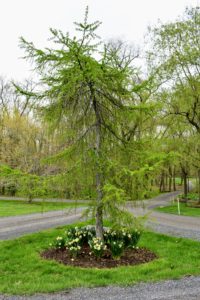 We also planted some under the weeping larch at the end of the Pin Oak Allee. The weeping larch, Larix decidua “Pendula” is a European larch cultivar that grows to 10 to 12 feet, boasting long, weeping branches. This particular specimen, with its unusual growth habit, draws lots of attention whenever guests tour the gardens.