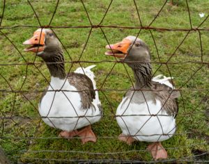 And don't forget the leaders of this gaggle - my two Pomeranian guard geese. These two watch over every bird, sounding their "alarms" whenever any visitors arrive. I am so happy with how healthy my geese are doing. I will share more photos as the young ones grow.