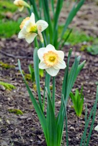 Narcissus is a genus of spring perennial plants of the Amaryllidaceae family.