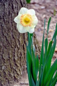 Depending on the type of cultivar and where it is planted, the daffodil’s flowering season can last up to several weeks.