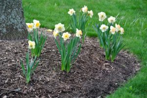 Daffodil bulbs should be planted where there is full sun or part shade. Most tolerate a range of soil types but will grow best in moderate, well-drained soil.