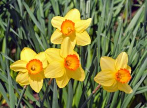 After daffodils bloom in the spring, allow the plants to continue growing until they die off on their own. They need the time after blooming to store energy in their bulbs for next year's show. What daffodils are you growing? Share your favorites with me below.
