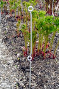 The first step is to insert a stake every four-feet around the perimeter of each row. My peony garden is planted with 11 double rows of 22 herbaceous peony plants, 44 in each row of the same variety.