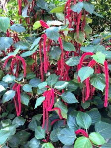 This is a chenille plant, Acalypha hispida. It is also known as the Philippines Medusa, red hot cat's tail and foxtail. The chenille plant is native to Hawaii and features rich, red clusters of soft pendulous flowers.