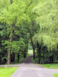 Everyone who visits the farm loves the winding road to the hayfields and woodlands. During this time of year, it is shaded by a lovely canopy of foliage.