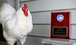 Here is “Big Swole,” a White Wyandotte cock bird. "Big Swole" won three Champion Americans, a class similar to the Sporting Group or Hound Group at dog shows, one Champion Large Fowl, and one Reserve Champion American this past show season. Here he is proudly looking at the plaque he won at a Virginia show in November. (Photo by Pam Rutter)