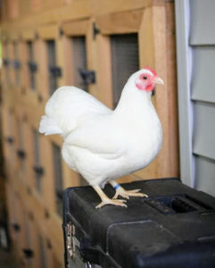 Here is a picture one of my prized show birds – a Bantam White Plymouth Rock – from the 2018-2019 show season, #149. #149 won two Champion Plymouth Rocks last fall and produced many potential champions for the 2019-2020 shows. (Photo by Pam Rutter)
