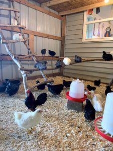 Here is a picture of a pen that has this year’s babies, and Little Rascal, the Old English Game Bantam near the roost. These babies were hatched in February and March. Chickens that I don't keep get sold to other breeders across the United States during cooler months once they have fully matured.